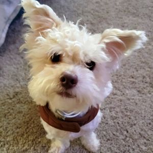 Meet your Posher, Nick (and Gizmo)